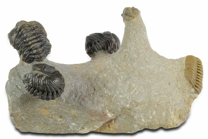 Cluster Of Seven Trilobite Fossils (Austerops & Gerastos) #350554